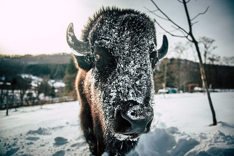 Bison in snow